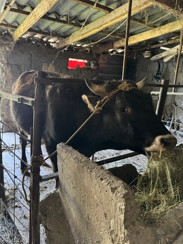 айрширская порода коров цена: Продаю | Бык (самец) | На откорм, На забой