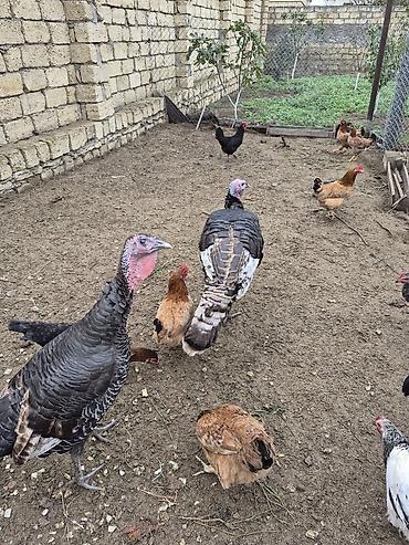kanada sortu: Kanada cinsi hinduşkalar.bir xoruz bir fərə.7 aylıqdılar.təbbi — 3