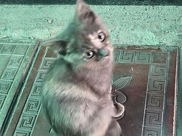 кошка майкун: Котята от домашней кошки - Окрас: есть дымчато‑серый, серый в полоску — 2