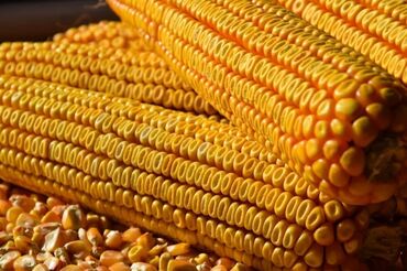 будай в Кыргызстан | А/Ч ЖАНЫБАРЛАРЫ ҮЧҮН ТОЮТТАР: Продаю кукуруза в пачатках. Сорт Будан есть в наличии 20тонн