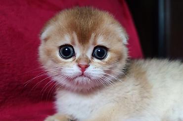 Продажа кошек: Скотиш Фолд (Шотландская вислоухая), 2 месяца, Мальчик, Золотая шиншилла — 2