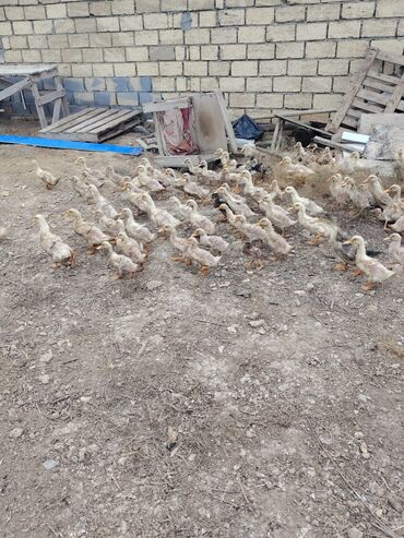 Ördəklər: Səsli Pekin ördək balaları və lal ördək balaları 1 ay, 40, 60, ve 80 -da lalafo.az — 5 Ördəklər: Səsli Pekin ördək balaları və lal ördək balaları 1 ay, 40, 60, ve 80 — 5