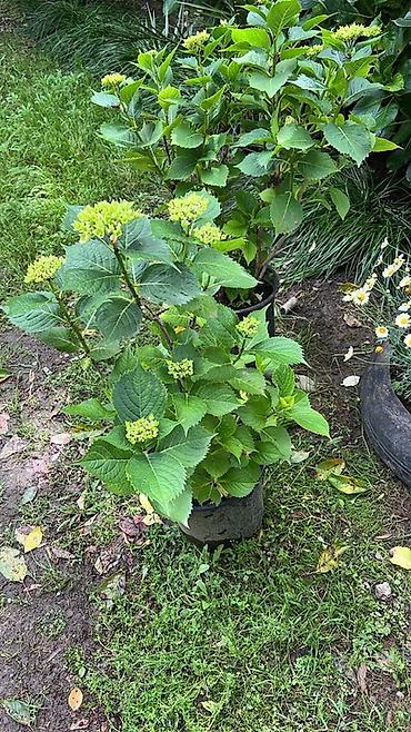kalina bitkisi: Məhsul: Saksıda hortenziya (Hydrangea macrophylla) Təsvir: - Geniş — 4