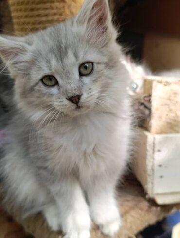 сколько стоят вислоухие кошки: 2 месяца, Девочка, Серый, Приучена к лотку