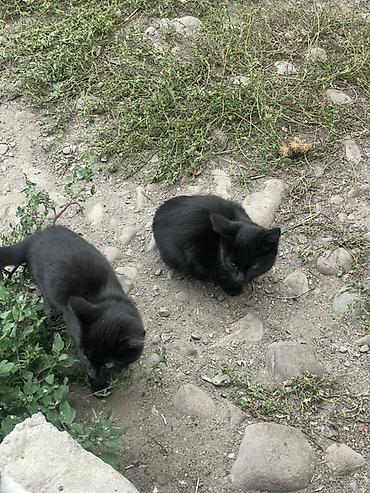 Кошка даром: Беспородная, Мальчик