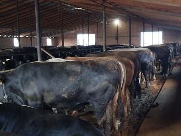 продаю музоо торпок корова самка бык самец айрширская ангус алатауская на забой для разведения на откорм племенные нетель привязанные: Сатам | Бука (эркек)