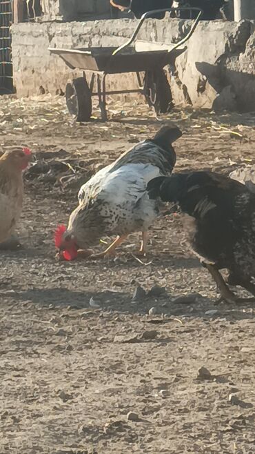 домик для кота: Продаю | Петух, Цыплята | Для разведения