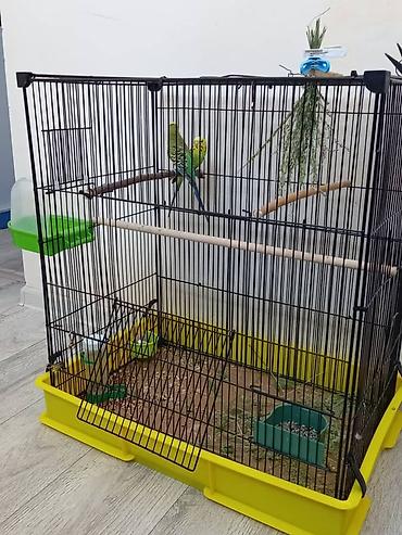 мал кой: Продаётся пара волнистых попугаев 🦜💚 Молодая, здоровая и активная — 1
