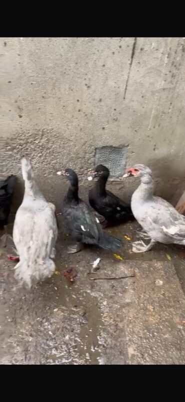 Ördəklər: Erkək, | Lal ördək, Ətlik — 5