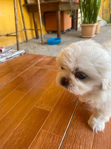 İtlər: Pekines, 2 ay, Dişi, Ünvandan götürmə — 3