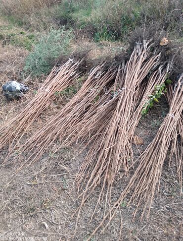 Şitillər: Tinglərimiz satışdadır sağlam tinglər bizdədir sifariş sizden pulsuz — 5