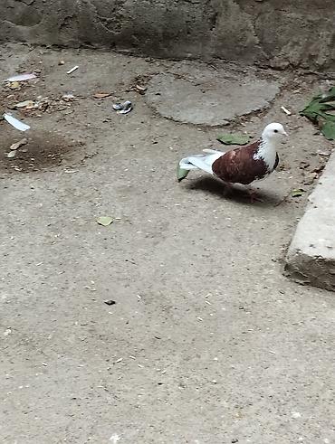 quşlar göyərçin: Saqlam qusdardi sec gotur 15m basqa qusdarda var — 6