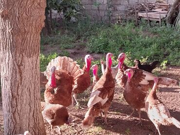 qəfəs quş: Red Burbon təmiz qan Hünduşqalar Satılır Hər biri bu ilki balalardı