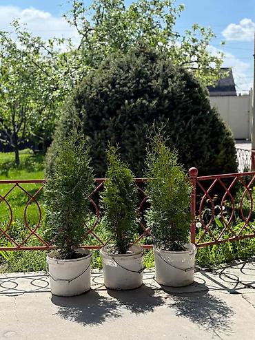 Туя колоновидная рост 1 метр - 150 -170 см цена 2500 сом от 10 штук