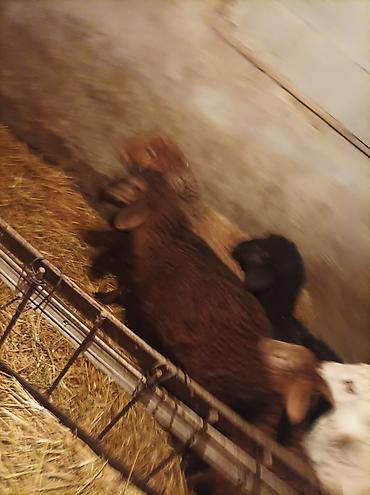 Баран, овца: Продаю | Ягненок | Для разведения — 11