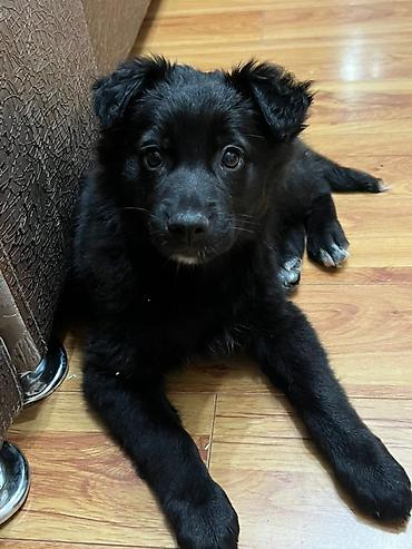 Отдам даром собаку: Собака даром: Дворняжка, 2 месяца, Самка — 1