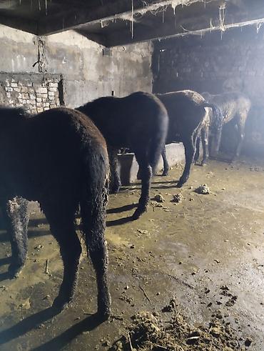 Лошади, кони: Продаю | Жеребенок | Для разведения | Племенные — 8