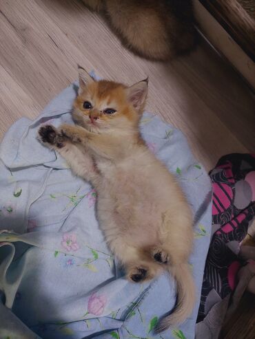 Pişiklər: Qızıl şinşilla, Erkək, Dişi, Yaxşı əllərə, Ünvandan götürmə -da lalafo.az — 6 Pişiklər: Qızıl şinşilla, Erkək, Dişi, Yaxşı əllərə, Ünvandan götürmə — 6