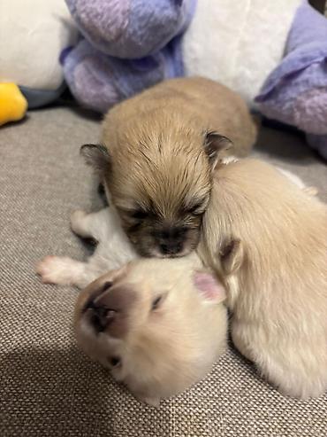 İtlər: Şpitz, 1 ay, Ünvandan götürmə — 8