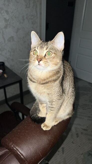 вислаухие котята: Британ кыска жүндүү, 5 айлык, Ургаачы, Лотокко барууга үйрөтүлгөн