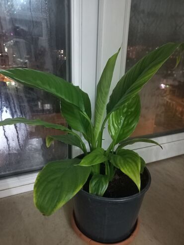 mixek gulunun diger adi nedir: Spathiphyllum (Sülh zanbağı) – otaq bitkisi - Qara plastik dibçəklə