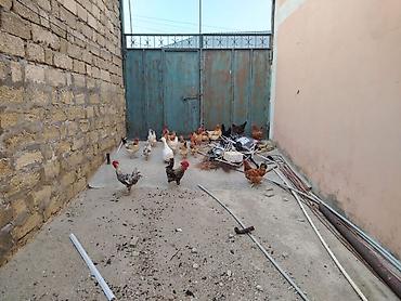 qus: Toyuqlar saglamdi masallah qəsəngdiler yumurtalayirlar — 4