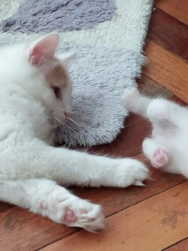 Su və yem qabları: Məhsul: Pişiklər üçün 3 bölməli yem və su qabı dəsti Təsvir: - Üç — 4