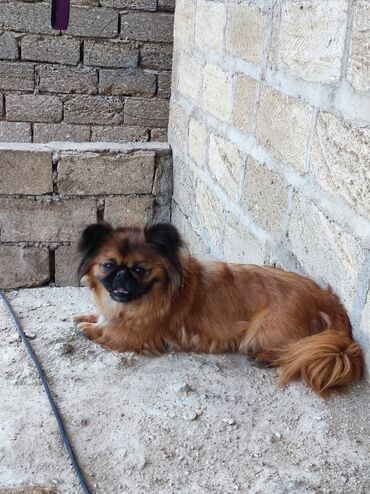 samoyed satilir: Pekines, 1 il, Dişi, Peyvəndli, Ünvandan götürmə