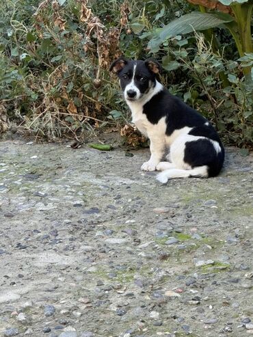 İtlər: Zvonok, 6 ay, Erkek, Ünvandan götürmə