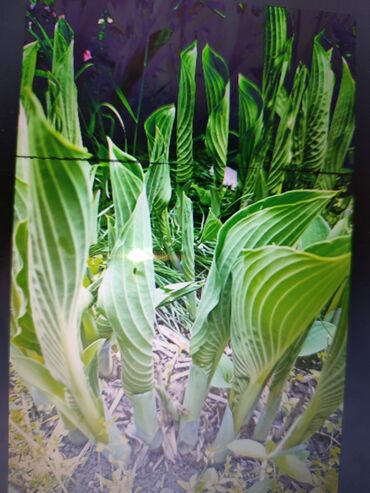 Садовые цветы и кустарники: Саженцы цветка: Платная доставка — 17