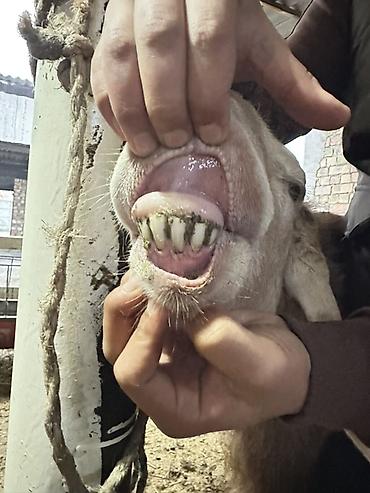 Баран, овца: Продаю | Овца (самка) | Для разведения | Племенные — 10