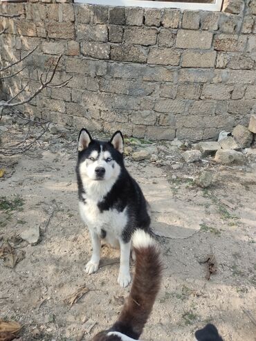 İtlər: Xaski, 1 ay, Erkek — 6