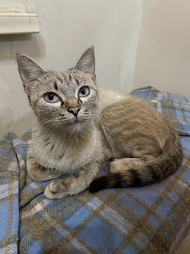 кошка черная: Котята в добрые руки! Им около месяца, скорее всего мальчики, пока — 7