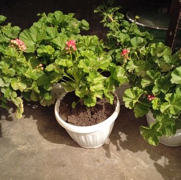 садовые розы: Пеларгония (герань зональная) в декоративных пластиковых горшках -