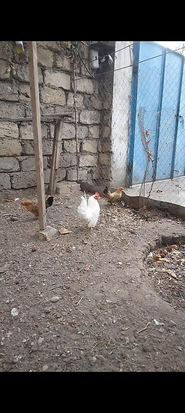 toyuq satışı: Toyuq, Damazlıq — 1