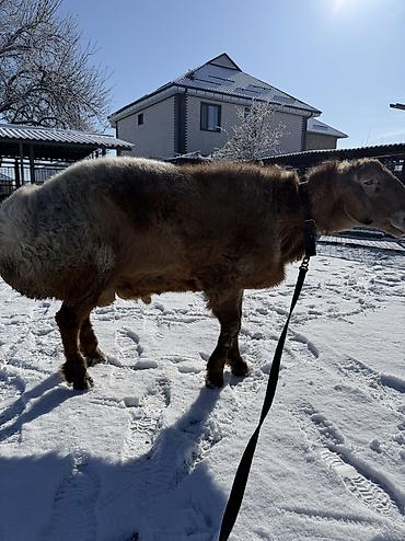 Баран, овца: Продаю | Баран (самец) | Арашан | Для разведения | Осеменитель — 10