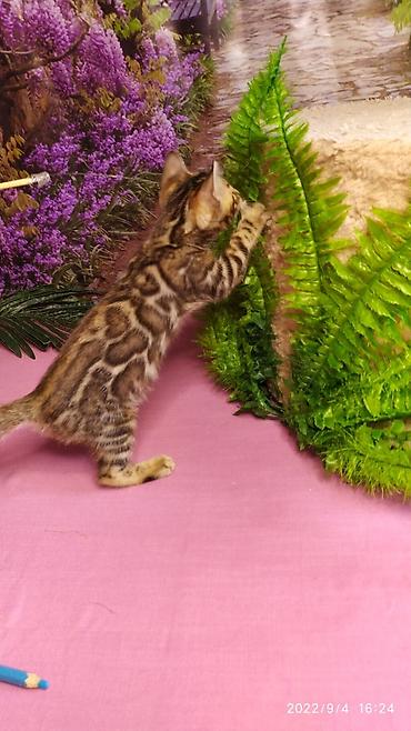 Продажа кошек: Красивейшие Бенгальские котята 3мес девочки и мальчики. Проф питомник at lalafo.kg — 11 Продажа кошек: Красивейшие Бенгальские котята 3мес девочки и мальчики. Проф питомник — 11