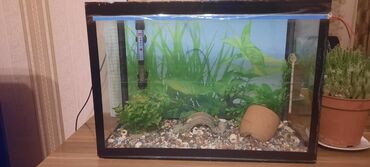 islenmis akvarium satisi: Boş, 40 l, Ünvandan götürmə
