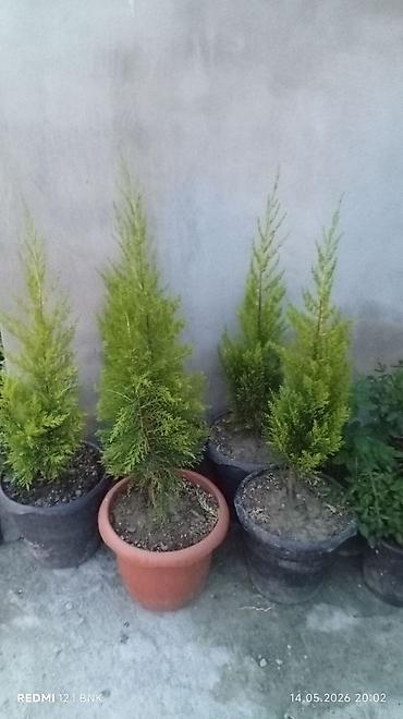 villa şəkilləri: Thuja (şamşəd) dekorativ şitilləri – dibçəkdə - Növ: həmişəyaşıl — 1