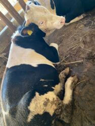 Inəklər, öküzlər: Erkək, il: 1, 170 kq, Ətlik, Ünvandan götürmə -da lalafo.az — 4 Inəklər, öküzlər: Erkək, il: 1, 170 kq, Ətlik, Ünvandan götürmə — 4