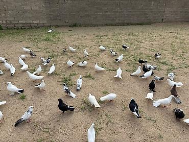 goyerçin yuvasi: Salam Aleykum . Allah hamının malına xeyir versin inşAllah . Quşlar — 5
