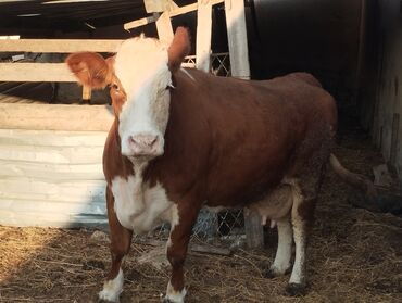 Dana, buzov: Məhsul: Qara-ağ rəngli buzaq (dişi) Təsvir: - Şəkillərdə qara-ağ — 8