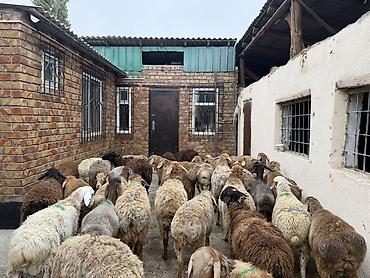Баран, овца: Продаю | Баран (самец) | Для разведения — 14