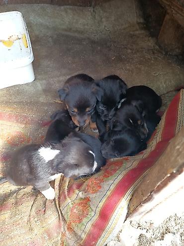 İtlər: Ünvandan götürmə — 4