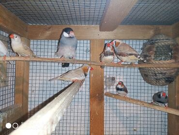 Amadinlər: Amadinlər Satış zebravıy sadə amadinlər benqal amadini risovka risoviy — 4