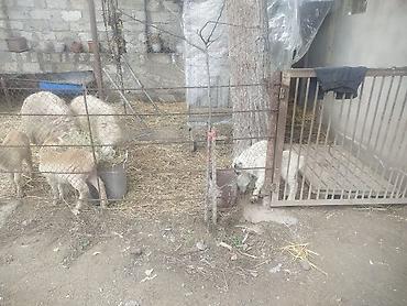 Qoyunlar, qoçlar: Qoyun və quzular - Cins: yerli ətlik/yunlu tip (şəkillərdə ana — 3