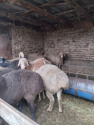 Баран, овца: Продаю | Баран (самец) | Арашан | Для разведения | Осеменитель — 3