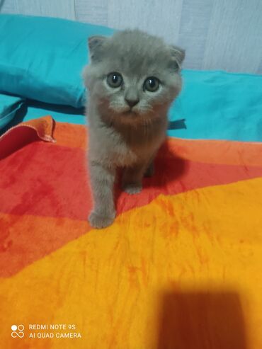 Pişiklər: Şotland, Erkək, Dişi, Yaxşı əllərə, Ünvandan götürmə — 13