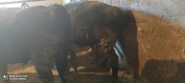 Коровы, быки: Продаю | Бык (самец) | Ангус, Герефорд | На откорм | Привязанные — 5