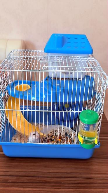 Зоотовары: Hamster üçün tam dəst qəfəs Ağ və boz rəngli sevimli xamyaklardır — 4